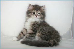 Male Siberian Kitten from Deedlebug Siberians